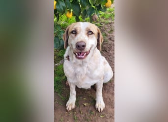 Luna - eine tiefenentspannte Hündin sucht ihr Für-immer-Zuhause