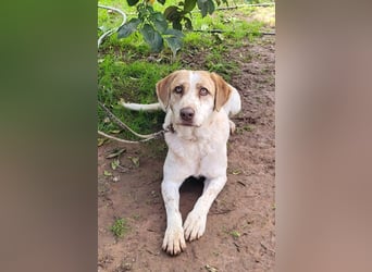 Luna - eine tiefenentspannte Hündin sucht ihr Für-immer-Zuhause
