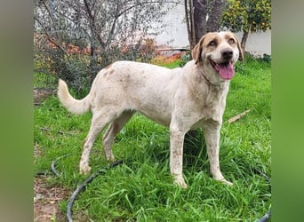 Luna, Besitzer ist verstorben