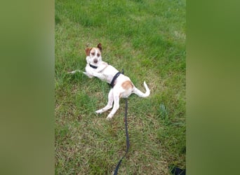 Luna - eine tiefenentspannte Hündin sucht ihr Für-immer-Zuhause