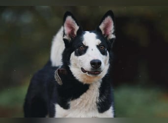 Verschmuster Chico sucht seine Familie