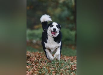 Verschmuster Chico sucht seine Familie