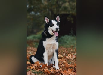 Verschmuster Chico sucht seine Familie