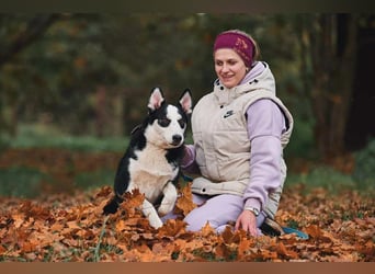 Verschmuster Chico sucht seine Familie