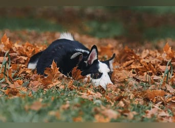 Verschmuster Chico sucht seine Familie
