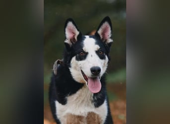 Verschmuster Chico sucht seine Familie