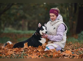 Verschmuster Chico sucht seine Familie