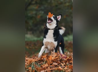 Verschmuster Chico sucht seine Familie