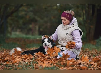 Verschmuster Chico sucht seine Familie