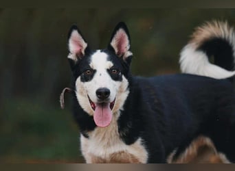 Verschmuster Chico sucht seine Familie