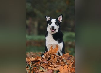 Verschmuster Chico sucht seine Familie