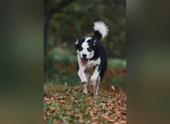 Verschmuster Chico sucht seine Familie