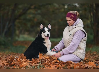 Verschmuster Chico sucht seine Familie