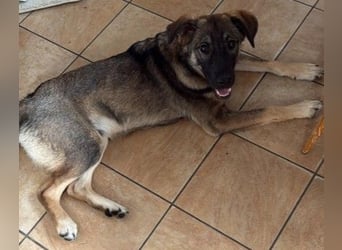 GOLIATH - lieber, aufgeweckter Junghund sucht seine Herzensmenschen