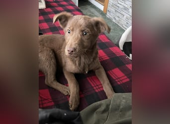 RED - toller Familienhund