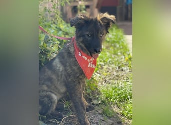 URSA - liebevolles Zuhause gesucht