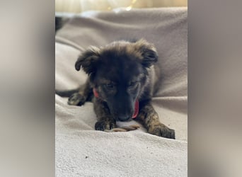 URSA - liebevolles Zuhause gesucht