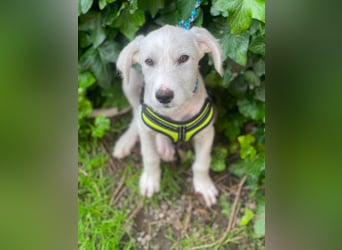 ALFIE - Zuckerbub sucht seine Menschen