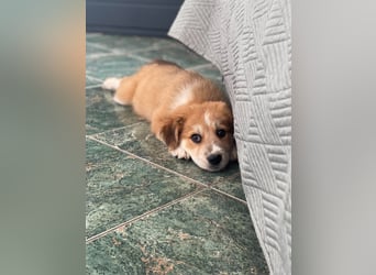EMMA - sucht ihr Für-immer-Zuhause
