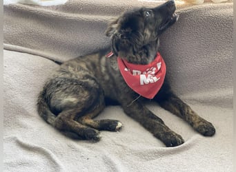 URSA - liebevolles Zuhause gesucht