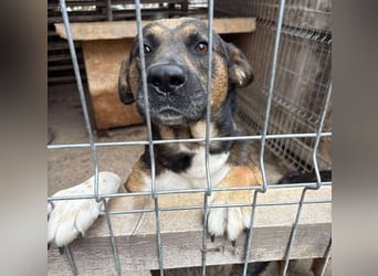 BRUNO - wo darf er glücklich werden?