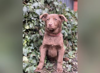 RED - toller Familienhund