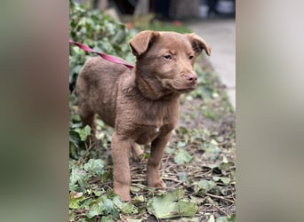 RED - toller Familienhund