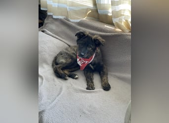 URSA - liebevolles Zuhause gesucht