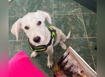 ALFIE - Zuckerbub sucht seine Menschen
