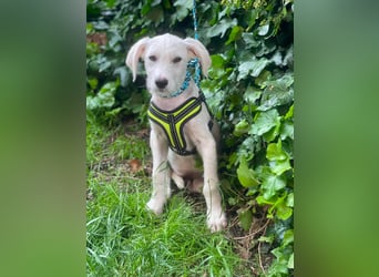 ALFIE - Zuckerbub sucht seine Menschen