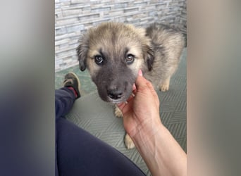 LUNA - sucht ihre Menschen