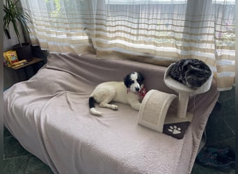 BLANKY - sucht ihr Für-immer-Zuhause