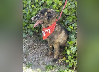 URSA - liebevolles Zuhause gesucht