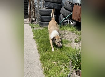 PONGO - ist bereit für Abenteuer
