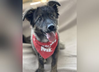 URSA - liebevolles Zuhause gesucht