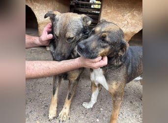 WOLFIE - Traumzuhause gesucht