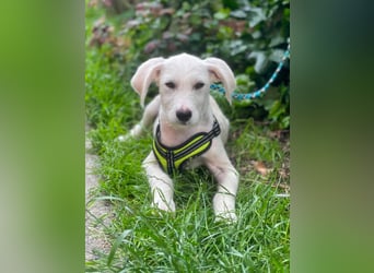 ALFIE - Zuckerbub sucht seine Menschen