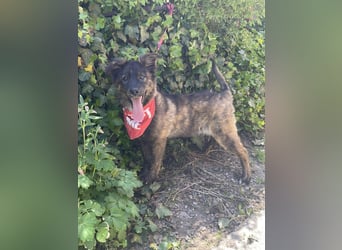 URSA - liebevolles Zuhause gesucht