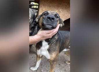 BRUNO - wo darf er glücklich werden?