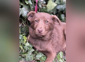 RED - toller Familienhund