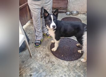 LOKI - ist bereit für Abenteuer