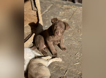RED - toller Familienhund