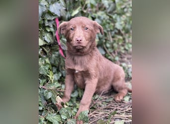 RED - toller Familienhund