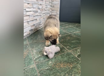 LUNA - sucht ihre Menschen