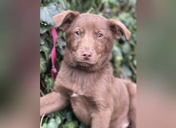 RED - toller Familienhund