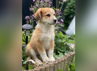 EMMA - sucht ihr Für-immer-Zuhause