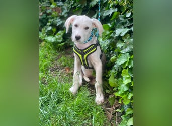 ALFIE - Zuckerbub sucht seine Menschen