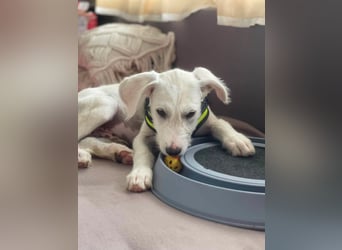 ALFIE - Zuckerbub sucht seine Menschen