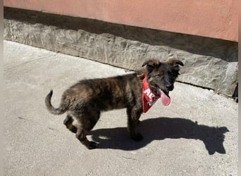 URSA - liebevolles Zuhause gesucht