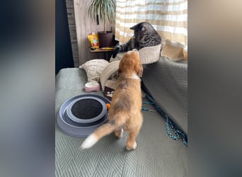 EMMA - sucht ihr Für-immer-Zuhause